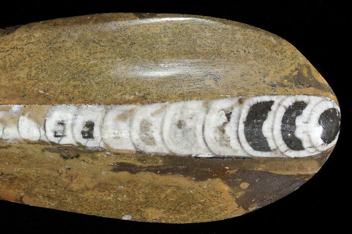 Polished Fossil Orthoceras (Cephalopod) #73920